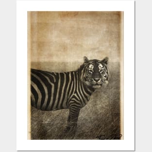 Tiger and Zebra Surreal mashup Posters and Art